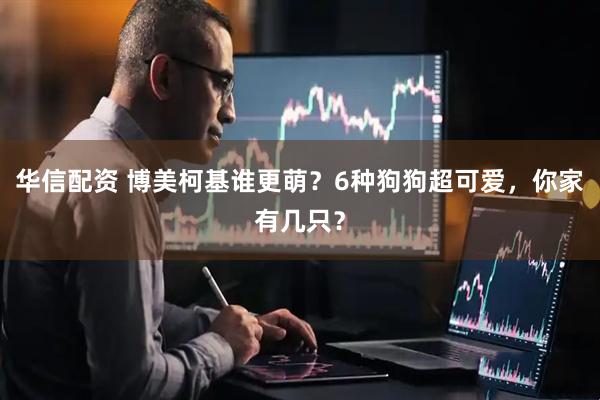 华信配资 博美柯基谁更萌？6种狗狗超可爱，你家有几只？