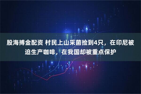股海搏金配资 村民上山采菌捡到4只，在印尼被迫生产咖啡，在我国却被重点保护
